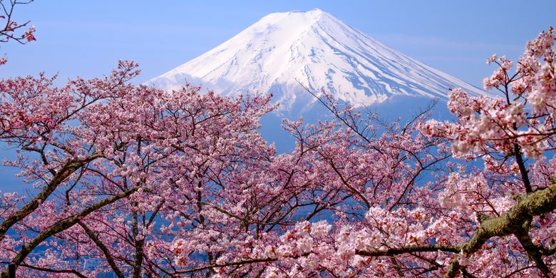 Keindahan Musim Bunga di Jepang